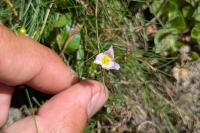 Baldellia repens