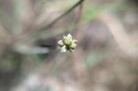 Baldellia repens