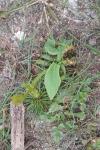 Alisma plantago-aquatica