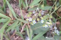 Myosotis