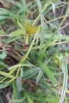 Carex bohemica
