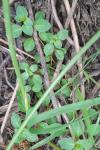 Ludwigia palustris