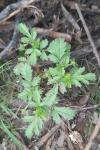 Potentilla supina