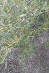 Salix atrocinerea