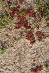 Crassula tillaea