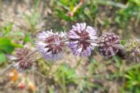 Mentha pulegium
