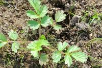 Potentilla supina