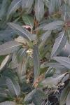 Impatiens glandulifera