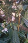 Impatiens glandulifera