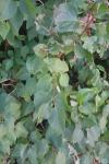 Syringa vulgaris