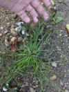 Cyperus fuscus