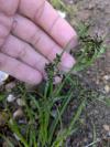 Cyperus fuscus
