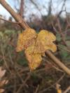 Acer campestre