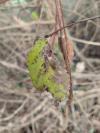 Ulmus minor
