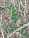 Ruscus aculeatus