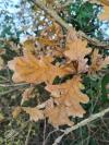 Quercus robur