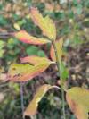 Euonymus europaeus