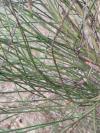 Cytisus scoparius