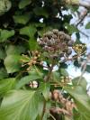 Hedera helix