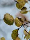 Rhamnus cathartica