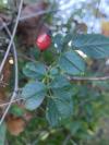 Rosa canina
