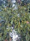Viscum album