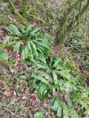 Asplenium scolopendrium