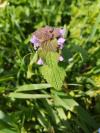 Lamium purpureum