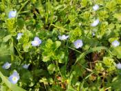 Veronica persica