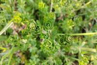 Cruciata laevipes