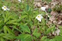 Anemone nemorosa
