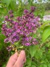 Syringa vulgaris