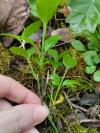 Euonymus europaeus