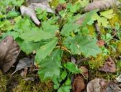 Quercus robur