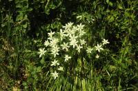 Ornithogalum divergens
