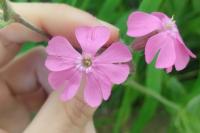 Silene dioica