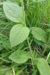 Silene dioica