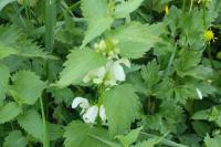 Lamium album