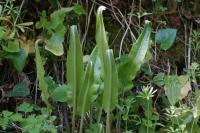 Asplenium scolopendrium