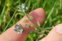 Myosotis discolor