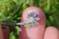 Myosotis discolor