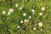 Leucanthemum vulgare