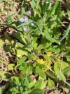 Myosotis sylvatica