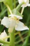 Platanthera chlorantha