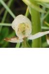 Platanthera chlorantha