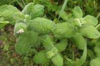 Mentha suaveolens