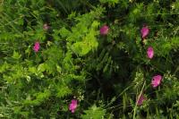 Geranium sanguineum