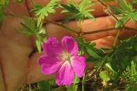 Geranium sanguineum