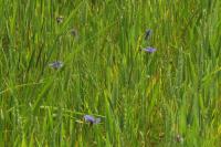 Cyanus segetum