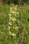 Platanthera chlorantha